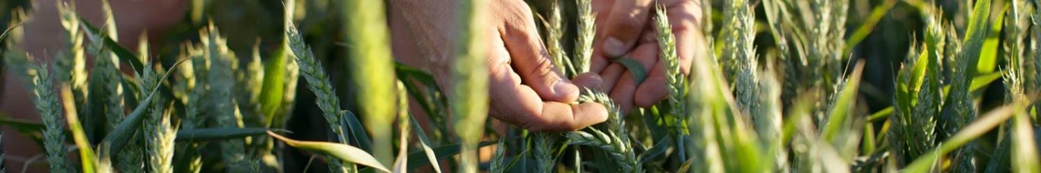 Hand inspecting green wheat in the field.