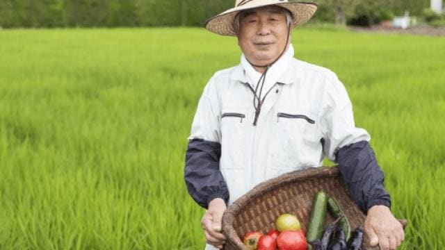 農夫が白いジャケットと麦わら帽子を着て、トマトやナスなどの野菜の入ったバスケットを持って畑に立っています。