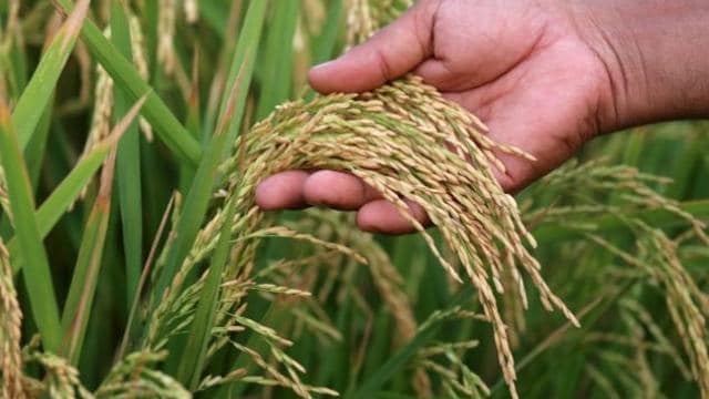 Hand holding paddy seeds