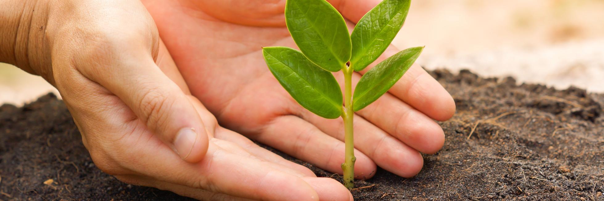 sustainability